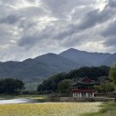 황금소나무집 | 경남하동 가볼만한곳 포토존 많은 동정호 나룻배 핑크뮬리 평사리부부소나무