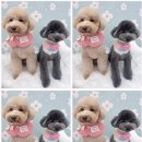 소망애견미용실 이미지