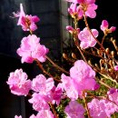 진달래약국 이미지