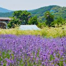 라벤더 까페 이미지