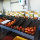 풍천대봉감농원 이미지