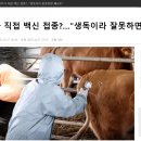 [일반] ★럼피스킨 백신 장사 시작됬다 + 백신으로 소고기 우유 유제품 오염시킴 이미지