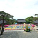 충남 천안 석가탄신일에 가볼만한 절 태조산 각원사/ 청동 대불과 겹벚꽃 수양벚꽃 명소