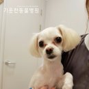 영대동물병원 네이버블로그