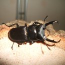 중앙2사슴 이미지