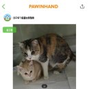 본노엘