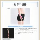 Extensor pollicis longus(장무지신근) 이미지