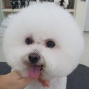 권트리머애견미용학원 네이버블로그