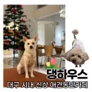댕하우스 애견유치원 호텔 대구 중구점 | [댕하우스] 대구 시내 반려동물 동반 가능 브런치...댕하우스:: 인테리어 예쁜 동성로 주변 대형 애견...
