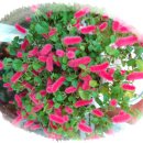 여우꼬리 이미지