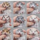 봄꽃햄스터