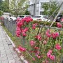 웰리힐리컴퓨터크리닉 | 시골카페 사장 브이로그 ->벌써 재밌다