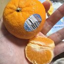 만다린 | halos 만다린 귤 맛, 할로스 만다린 후기