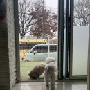 어도러블 멍이 | 구미애견카페 인동 어도러블멍이 방문후기