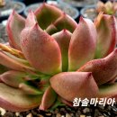 참솔 이미지