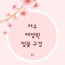 사회복지법인 여수애양병원 | 여수 애양원 벚꽃 2026 🌸 여수공항 근처 숨은 명소 아기랑 다녀온 후기