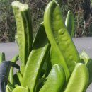 덕음농장 | 작두콩차 에어프라이어로 만들기