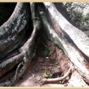 [베트남.캄보디아]캄보디아 앙코르 왓[따 프롬(Ta Prohm)사원](12편) 이미지