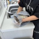 에브리캣 | 고양이 미용 목욕 호텔 동탄 에브리캣 방문 후기