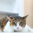 묘신사 그루밍 이미지