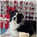 댕댕이 유치원 이미지