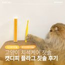 디피 | 고양이 양치질 꿀템 캣디피 플라그오프 칫솔 사용 후기 | 고양이 칫솔 추천