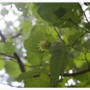 개암나무와 참개암나무 열매 이미지