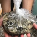 군산시-00235 | 메생이 판매 시작