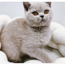 비비퍼피 강아지분양 일산점 | 일산 애겹샵 추천/비비퍼피 강아지분양 일산점에서~