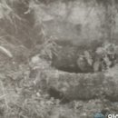 통샘 이미지