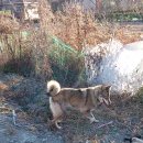 멍멍이집 이미지