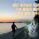 위드독애견스파풀빌라 이미지