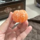 Have some tangerines ＜3 이미지