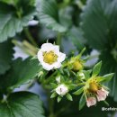 응골농장 이미지