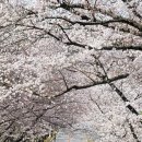 "이번주가 절정입니다!!"...이번 주말에 가볼만한 서울 근교 벚꽃 명소 추천 TOP 5 이미지