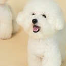 너와펫(PET) 이미지