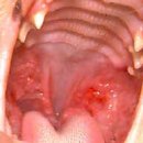 보라매웰종합동물병원 이미지