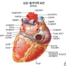 7) 解剖生理學 이미지