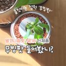 나의 작은 정원-홈 가드닝 | 식물재배기 발코니팜팟 바질모종 3개월 후기, 작은정원 무빙팟 분갈이 도전