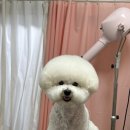 비비드봉 이미지