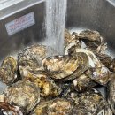 쌍둥이 수산 | 집에서 굴찜 진짜 고흥 개체굴 두명 5kg 쌍둥이수산