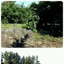 이백농장 이미지