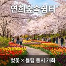 서울 숨은 봄꽃 명소 연희숲속쉼터, 벚꽃 끝물에 튤립이 시작된다