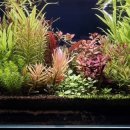 트리밍91 이미지