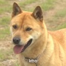 진도개메디컬센터 이미지