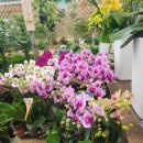 상원농원 | 백현동 꽃집 상원꽃농원 꽃다발 구매후기