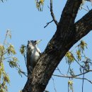 딱따구리 이미지