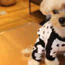 더 도그맘 이미지