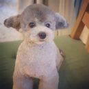 그레이스펫그루밍스튜디오 이미지