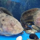 잠뱅이수산 이미지